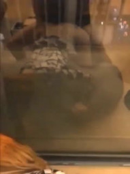 极品身材性感车模 趴在窗前被土豪金主猛怼 腰细屁屁大 叫床声又大又淫荡